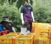 '매실수확부터 마을 청소까지'…순천대 사회봉사단, 하계 농촌봉사활동 '구슬땀'