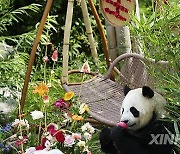 CHINA-QINGHAI-XINING-GIANT PANDA (CN)