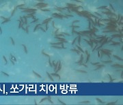 충주시, 쏘가리 치어 방류