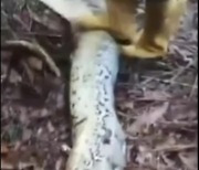 한 달 만에 또…10m 비단뱀 뱃속에서 다섯 아이 엄마 시신 발견