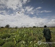 전세계 '밥상 위기'…기후변화에 농작물 수확 감소 지속 우려