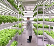 [녹색] 빌딩 속 '수직농장'...사계절 신선 채소 공급
