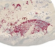 가장 오래된 '동굴 벽화' 기록 깨졌다