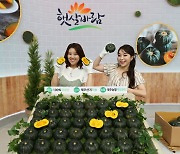 KT알파쇼핑, 제주 햇살바람 미니단호박 판매 방송 진행