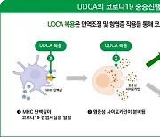 간기능 개선 성분 'UDCA', 코로나19 감염 위험 낮춰