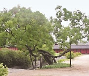 사도세자의 죽음을 지켜본 회화나무…‘역사의 목격자’ 고목나무를 만나다