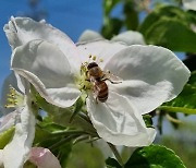 경북도, ‘다축형 사과원 화분매개곤충 적용 매뉴얼’ 개발 가속