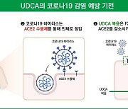 "간장약 성분 'UDCA', 코로나 예방효과"…국내연구 확인