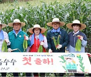 괴산대학찰옥수수 본격 출하…250억원 농가소득 기대