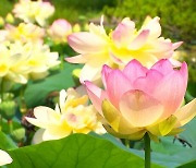양평군, 8월 15일까지 세미원 연꽃문화제 개최
