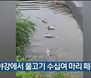 회야강에서 물고기 수십여 마리 떼죽음