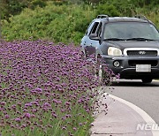 '보라색의 성지' 신안군 안좌도에 만개한 버들마편초