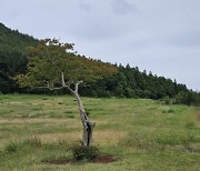 사물은 보이는 것보다 가까이에 있습니다, 사랑도… [강동삼의 벅차오름]