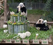 Everland's twin pandas Rui Bao, Hui Bao celebrate 1st birthday