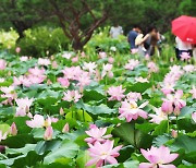 Lotus flowers enliven summer Sunday