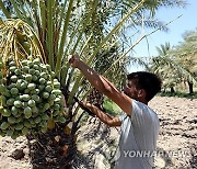 IRAQ AGRICULTURE