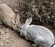 소 생간 먹은 20대 남성 복통·발열…"'야토병' 의심"