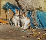 "밥 주는 사람 죽이겠다" 인천 아파트 단지서 길고양이 4마리 사체 발견