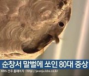 순창서 말벌에 쏘인 80대 중상