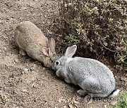 '이것' 먹은 20대男 복통·발열로 입원···'에볼라급' 1급 감염병 의심 사례 발생