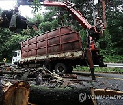 장맛비에 쓰러진 나무 치우는 관계자들