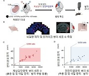 '극미량 돌연변이 세포로도 뇌질환 발생' KAIST, 난치성 뇌전증 동물 모델서 최초 규명