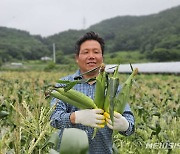 '생으로 먹는 초당옥수수' 통영시, 7월 말까지 수확 판매