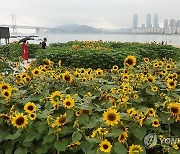 피서객 맞이하는 해바라기 활짝