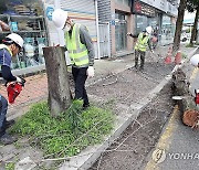 장마 안전사고 대비 고사목 제거