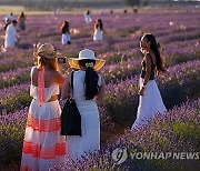 SPAIN LAVENDER BLOSSOM