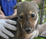 Endangered Wolf Pups