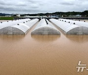 집중호우에 잠긴 부여 농경지