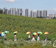 해바라기밭 산책하는 시민들