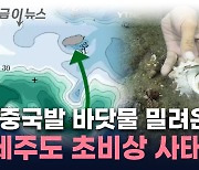 中 폭우에 제주로 밀려온다...생물 대량 폐사 비상 [지금이뉴스]