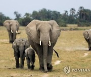 "인생샷 찍으려다, 또"..코끼리에 밟혀 숨진 40대 남성