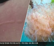 독성 해파리 주의보도 내렸지만…‘유입방지망’ 대책은 말뿐?