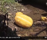 “낙동강 오염 원인”…참외 하천투기 여전