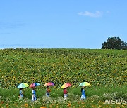 안성 팜랜드에 활짝 핀 해바라기