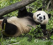 San Diego Zoo Pandas