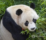 San Diego Zoo Pandas