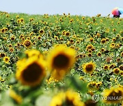 해가 반가운 해바라기