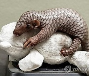 Czech Republic Baby Pangolin