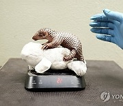 Czech Republic Baby Pangolin