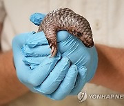 Czech Republic Baby Pangolin