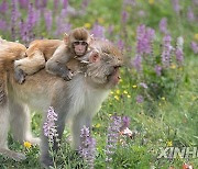 (SichuanMosaics)CHINA-SICHUAN-SERTAR-TIBETAN MACAQUES (CN)