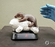 APTOPIX Czech Republic Baby Pangolin