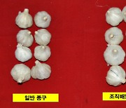 충남도, 토종 한지형 우량 씨마늘 6만 구 유상 분양