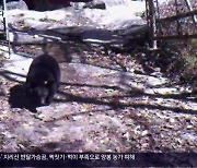 ‘꿀 먹는’ 반달가슴곰…공존 대책 필요