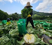 [포토] 알찬 여름 배추