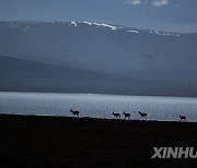 CHINA-QINGHAI-HOH XIL-TIBETAN ANTELOPES-BREEDING (CN)